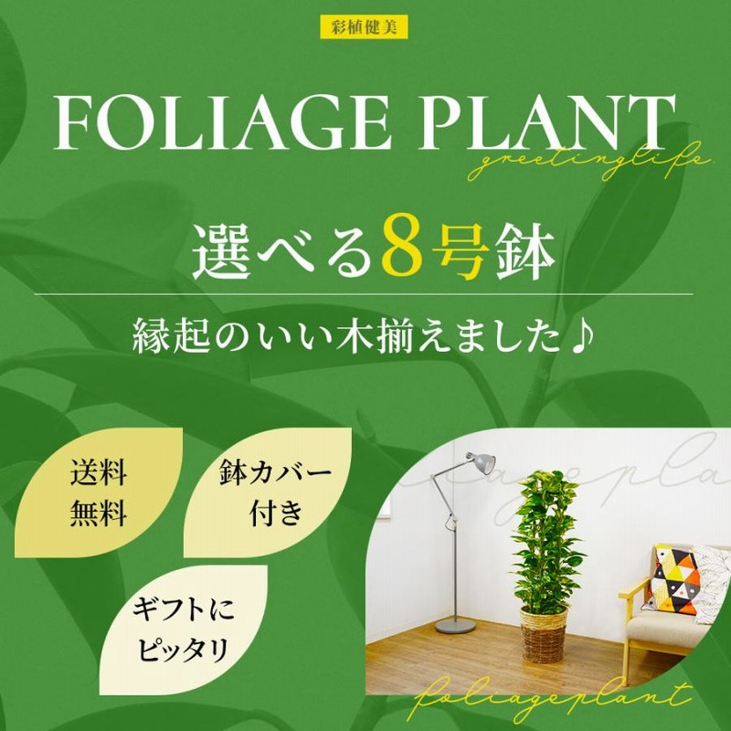 サンスベリア 大型　観葉植物　鉢カバー付き　専用 観葉植物 本物 サンスベリア・ローレンティー 7号鉢 鉢カバー