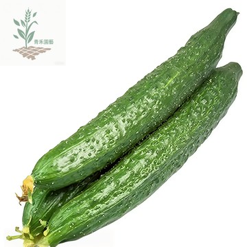 青禾園藝（黃瓜種子）n̂g-kue 刺瓜種子金童玉女小黃瓜 四季高產爬藤蔬果種子#台灣自留種