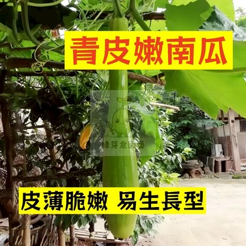 🌱早熟高產（青皮嫩南瓜種子NG-27）皮薄脆嫩 金瓜  易生長  高產 抗病抗旱易種植 高產爬藤蔬菜種子#果菜類