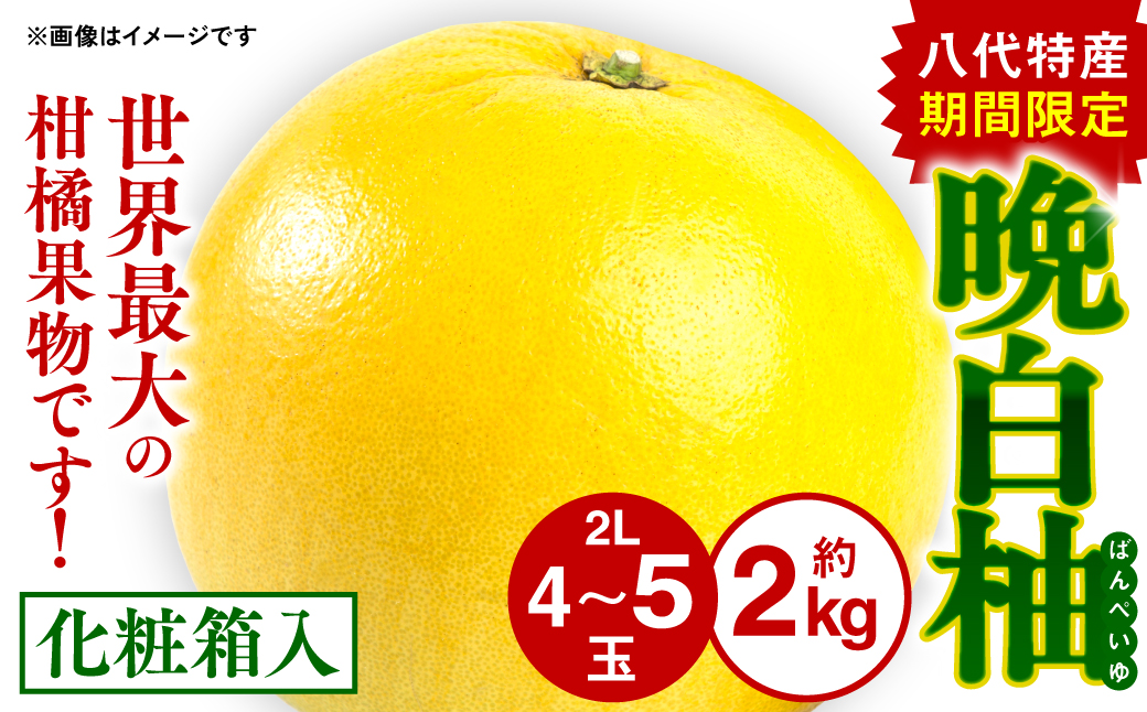 八代特産 晩白柚（ばんぺいゆ）2Lサイズ(約2kg)×4玉～5玉
