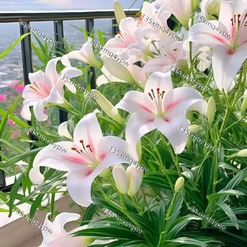 現貨💥香水百合種子大全（250粒）  好養易活 盆栽室內花植物花苗 室內花卉種子 超大顆百合種球種根  濃香百合花種子