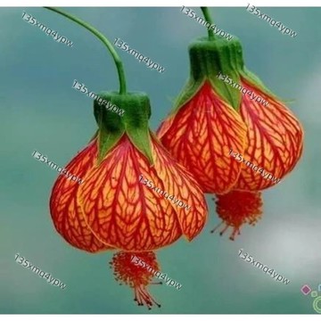 台灣現貨 金鈴花種子（250粒）新手易種紋瓣懸鈴花種子燈籠花/金鐘花/懸風鈴 橘黃紫紋超美💐 耐熱好養新花型奇特