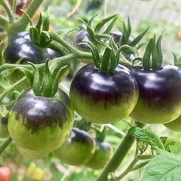 青禾園藝（黑裙子番茄種子）FQ-34🍅迷你矮生西紅柿水果番茄盆栽果菜蔬菜種子#tomato