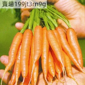現貨 五彩胡蘿蔔種子（500粒）四季種植  水果蘿蔔種子可生吃四季陽台庭院盆栽種植 超甜兒童水果種子 手指蘿蔔種子 高產