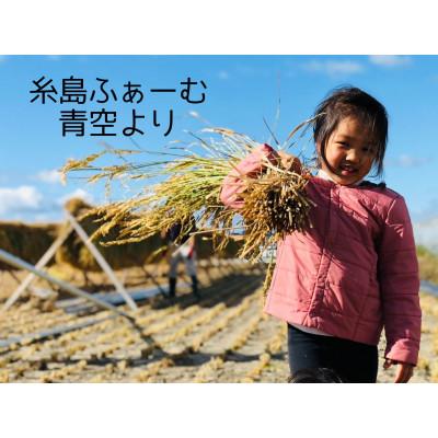 ふるさと納税 糸島市 天日干し ひのひかり2kg