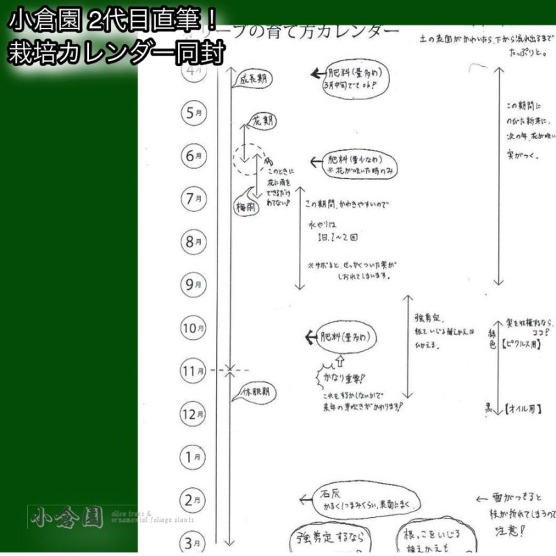 超希少　オリーブ　ブテイヤン　4号ロングスリット苗 超希少 オリーブ ブテイヤン 4号ロングスリット苗 - メルカリ