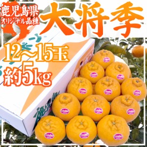 鹿児島産 ”デコポン 大将季” 秀品 超大玉12～15玉 約5kg 送料無料