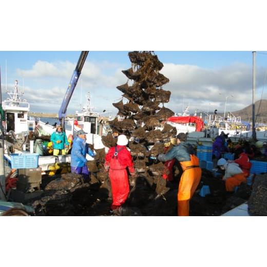 ふるさと納税 北海道 豊浦町 北海道 豊浦町 殻付き 三年貝 ホタテ 4kg ×2箱 ほたて 貝 海鮮 海 帆立 噴火湾