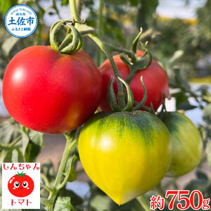 〈先行予約〉 糖度9度以上 フルーツトマト しんちゃんトマト 約750g (小 大玉サイズ 18 30個) トマト 高糖度 高知県産 ふるーつとまと 甘い 美味しい お取り寄せ