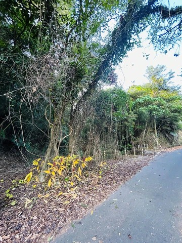 爽文國小旁中寮農地｜南投縣中寮鄉龍眼林段