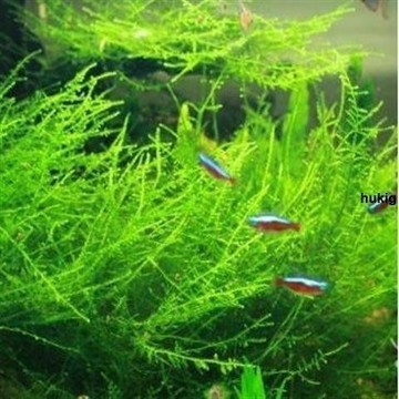🔥現貨 5 小時寄出｜多種水草種子 20000 粒 魚缸水族箱造景 迷你矮珍珠 金草  牛毛草種子 前景草坪速成水草種籽
