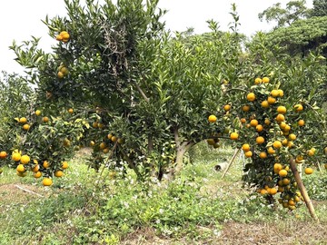 大坑8米路平坦橘子果園｜台中市北屯區大盛段