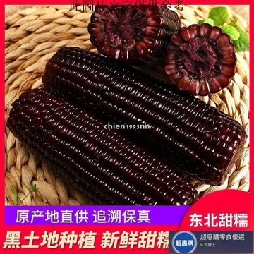 🔥超惠購💯新鮮好貨☑️【健康低脂】正宗東北黑糯玉米 紫玉米 花青素粗糧代餐早餐 真空包裝 加熱即食 甜糯玉米批發