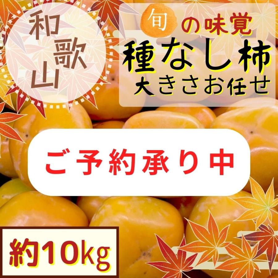 2024年予約販売 和歌山産 特別栽培 種無し柿 約10kg 大きさお任せ たねなし柿 種なし柿  柿  送料無料  高糖度 甘い