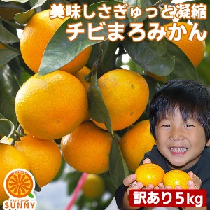 愛媛産 ご家庭用 チビマロみかん 5kg不揃い 傷 愛媛県産 フルーツ 美味しいみかん 果物 くだもの 温州みかん