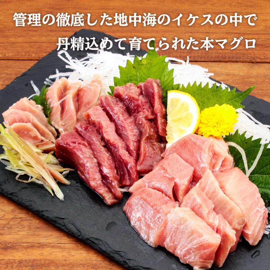 送料無料 [新洋水産 (薩摩串木野まぐろの館 )] 詰合せセット 薩摩串木野 まぐろの館 マグロづくしセットA  まぐろ 詰め合わせ 島平松栄丸 期間限定 特別価格