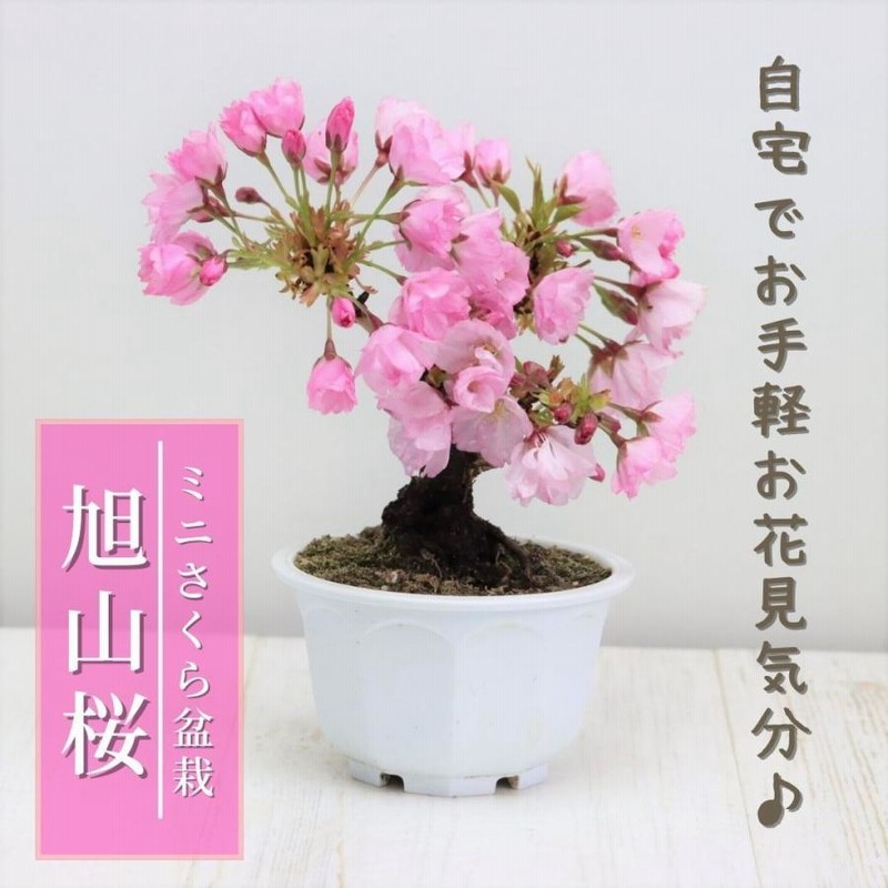 桜盆栽 旭山桜(一才桜) 小品盆栽 bonsai さくら *(2023年開花終了