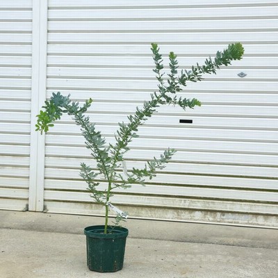 庭木 植木 ギンバイカ マートル 銀梅花 根巻き 佐川急便 通販 Lineポイント最大0 5 Get Lineショッピング