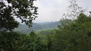 艾草純露100ml7瓶-NG品 瓶子有部分凹陷