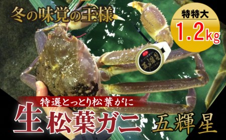 五輝星 松葉ガニ  生 松葉ガニ（特特大1.2kg）数量限定品松葉ガニ 松葉ガニ 松葉がに かに カニ 蟹 生 新鮮 かに カニ 蟹 かに カニ 蟹 生