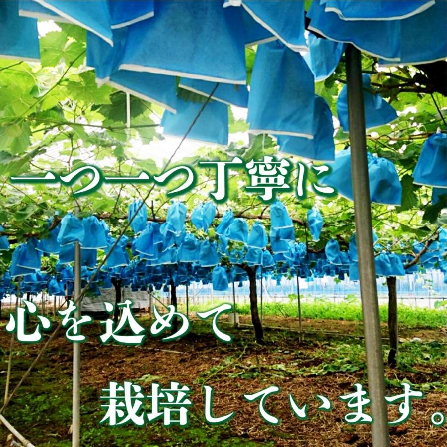 予約商品2024年7月発送シャインマスカット 贈答用 熊本県産 1.8〜2kg  産地直送 最高等級  生産者限定 お中元 お祝い  誕生日 