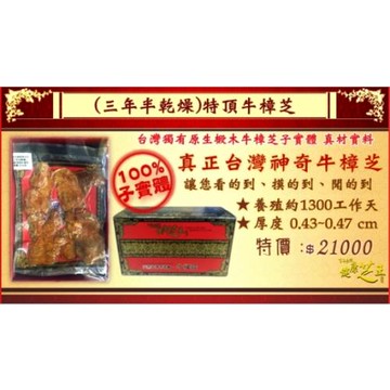 【百年永續健康芝王】牛樟芝/菇 (三年半特頂) 乾燥品 (11g /1兩)