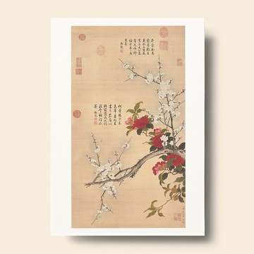 【藝術畫卡】鄒一桂 畫白梅山茶 | B4畫卡