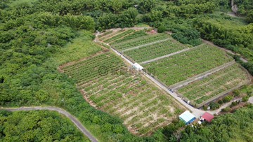 15甲超低價台南關廟龜洞段優質農牧用地｜台南市關廟區龜洞段