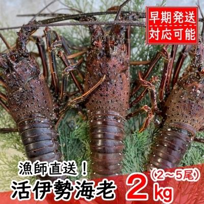 ふるさと納税 室戸市 活伊勢海老2kg