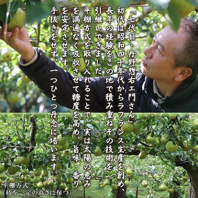 ラフランス 約3kg 特大玉 5L〜×6〜7個 送料無料 山形県 プレミアム 洋梨 洋ナシ 洋なし 梨 取り寄せ お歳暮 御歳暮 フルーツ ギフト 果物 くだもの プレゼント