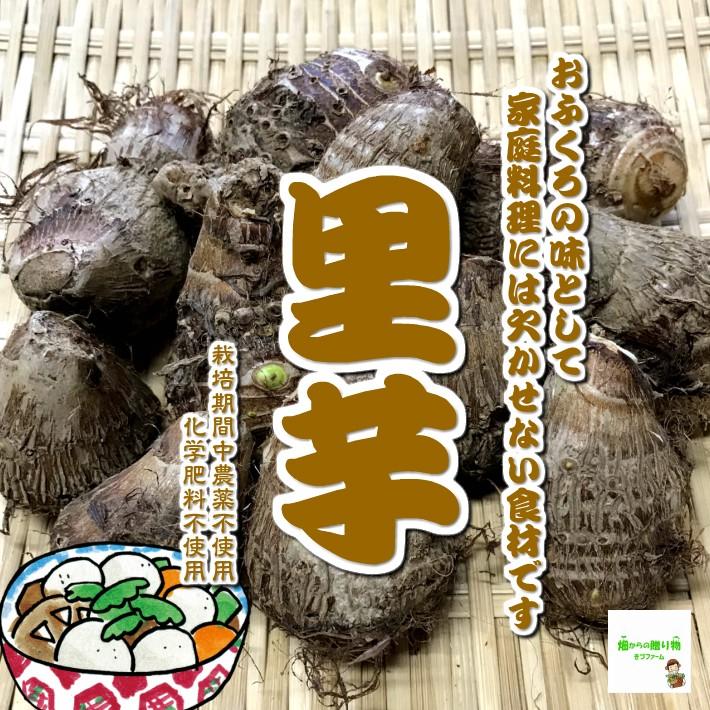 里芋　栽培期間中農薬不使用・化学肥料不使用　埼玉県産　１袋約５００ｇ（Mサイズ）