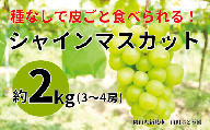 山田ぶどう園 シャインマスカット 約2kg 3～4房 