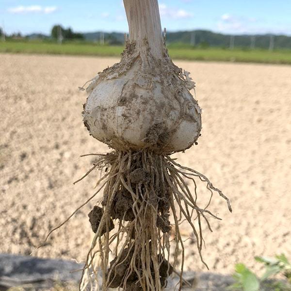 《根・土つき》山形の生にんにく約3kg