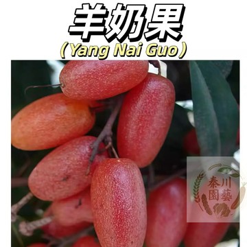嘉儀現貨（羊奶果種子）野生羊奶子 密花胡頹子 牛虱子鮮果可生食，甜酸適度，水分充足。也可做果汁、蜜餞、果醬及泡製果酒。