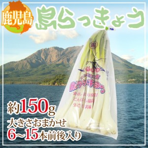 鹿児島県 ”島らっきょう” 約150g 大きさおまかせ