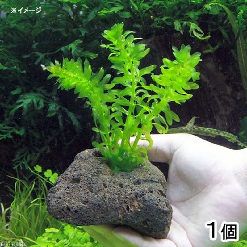 水草）メダカ・金魚藻 国産 アナカリス 穴あき溶岩石付（無農薬）（１個） 通販 LINEポイント最大0.5%GET | LINEショッピング