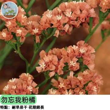 🌸【乾燥花首選】星辰花種子 粉橘勿忘我 不凋花 切花素材 陽台盆栽可種 花期超長 新手友善 自製永生花 台灣現貨