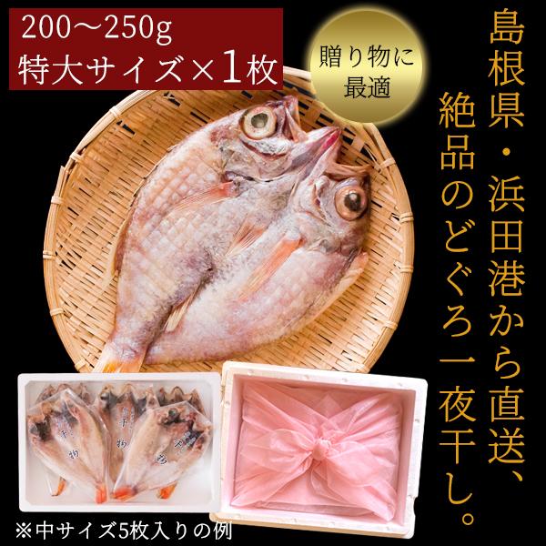 お歳暮 ギフト 無添加 のどぐろ干物 200〜250g（特大サイズ）×1枚入 送料無料（北海道・沖縄を除く）