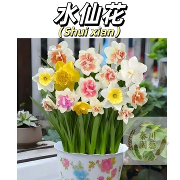 【春節吉祥首選】水仙花種子｜年節清香 招財納福｜室內水耕 新春必備｜花開富貴 好運連年 開花超美 冬天開花 耐寒品種花卉