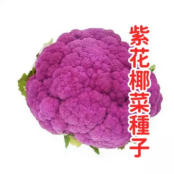 台灣紫色花椰菜種子 紫花椰 紫色花菜 紫色椰菜 種籽 自種 家庭菜園 陽台盆栽 觀賞食用 秋冬季播種 好種易活 現貨
