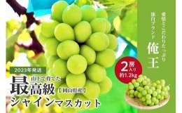 山上で育てた最高級シャインマスカット「俺王」2房入り