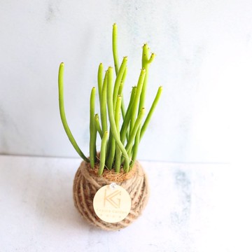 PD41綠珊瑚小苔球 / 多肉植物