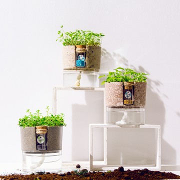 健康新生活【Green Pandora】環保盆栽ECO POT 三入組 (香蜂草/馬蹄金/百里香各一) 環保 綠色生活 植物 舒心 療癒 送好友 生日禮物 生日快樂