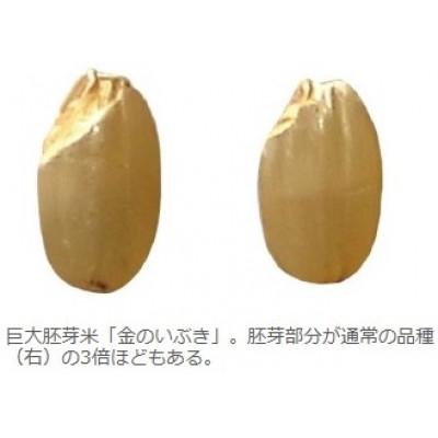 ふるさと納税 横手市 金のいぶき 4kg(2kg×2袋)　玄米