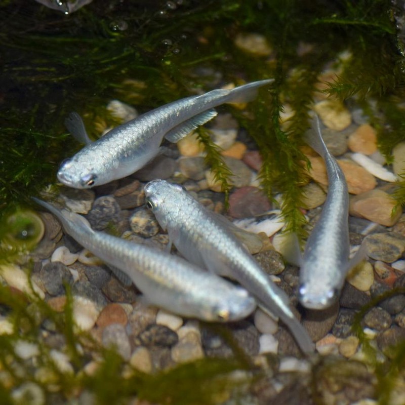 てつメダカ メダカ 鉄仮面系統青幹之メダカ/青みゆきメダカ 稚魚10匹 | LINE