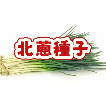 臺灣北蔥種子 珠蔥種子 日蔥種子 四季蔥種子 紅蔥頭種子 蔥苗 家庭種植 陽台盆栽 蔬菜種子 容易種植 快速收成