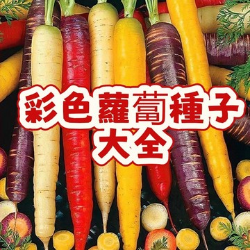 🔥10款紅蘿蔔種子 當季新籽 發芽率高 產量高 營養豐富 四季種植  陽台庭院盆栽 農家自留種 #新手易種植