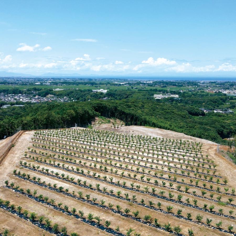 県宇佐市産 黄かぼす  約5kg 25〜35個　柑橘 産直 お取り寄せ