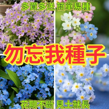 綠色家園|🔥忽忘我種子🍓四季易種花卉種籽 多年生忽忘我 陽台庭院盆栽種植 花期長 易爆盆 多買多送