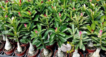 3吋盆 複瓣沙漠玫瑰盆栽重瓣沙漠玫瑰花盆栽 顏色隨機出 已有花苞的優先出貨 多年生觀賞花卉盆栽 室外半日照佳 台灣樂天市場